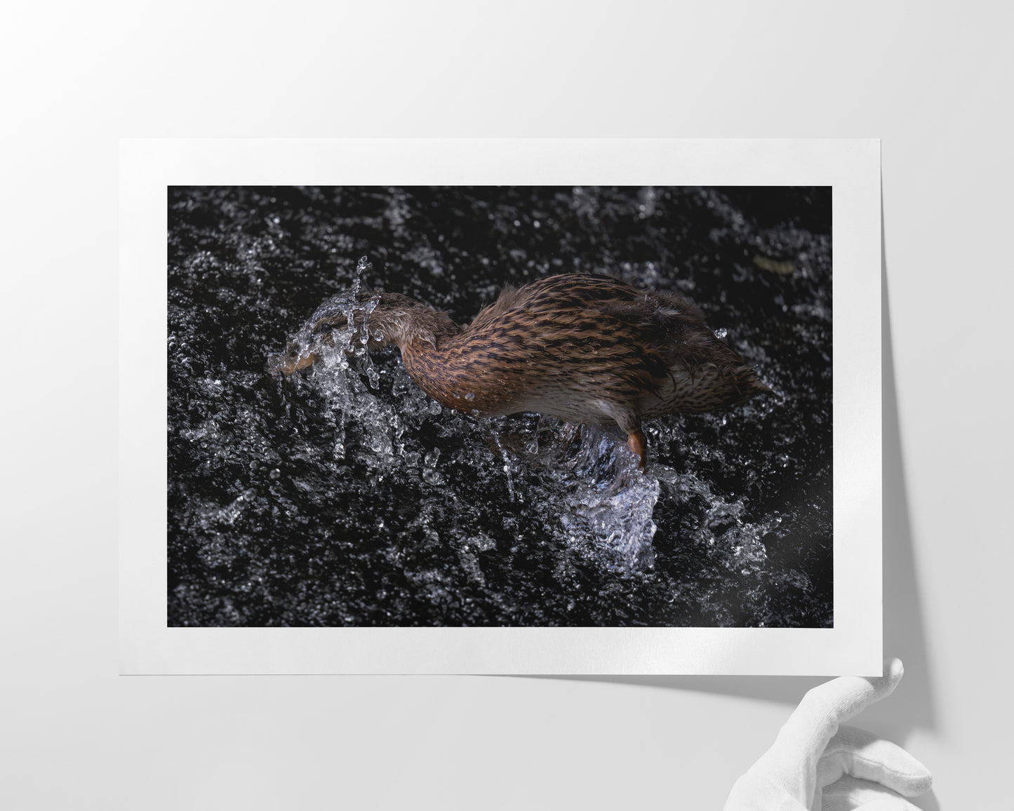 Die Ente und das Wehr