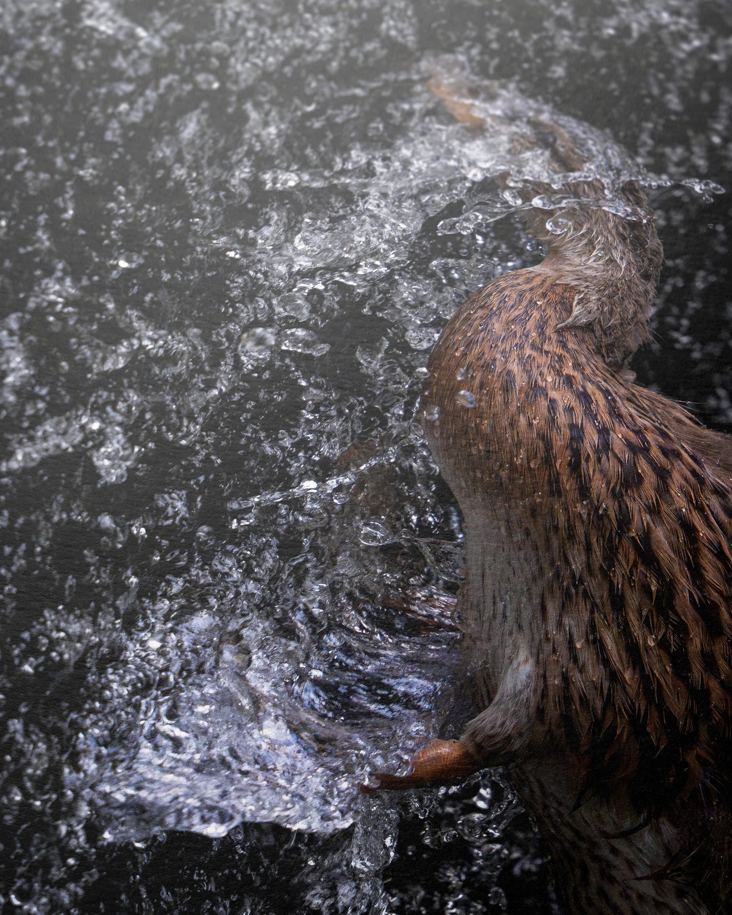 Die Ente und das Wehr
