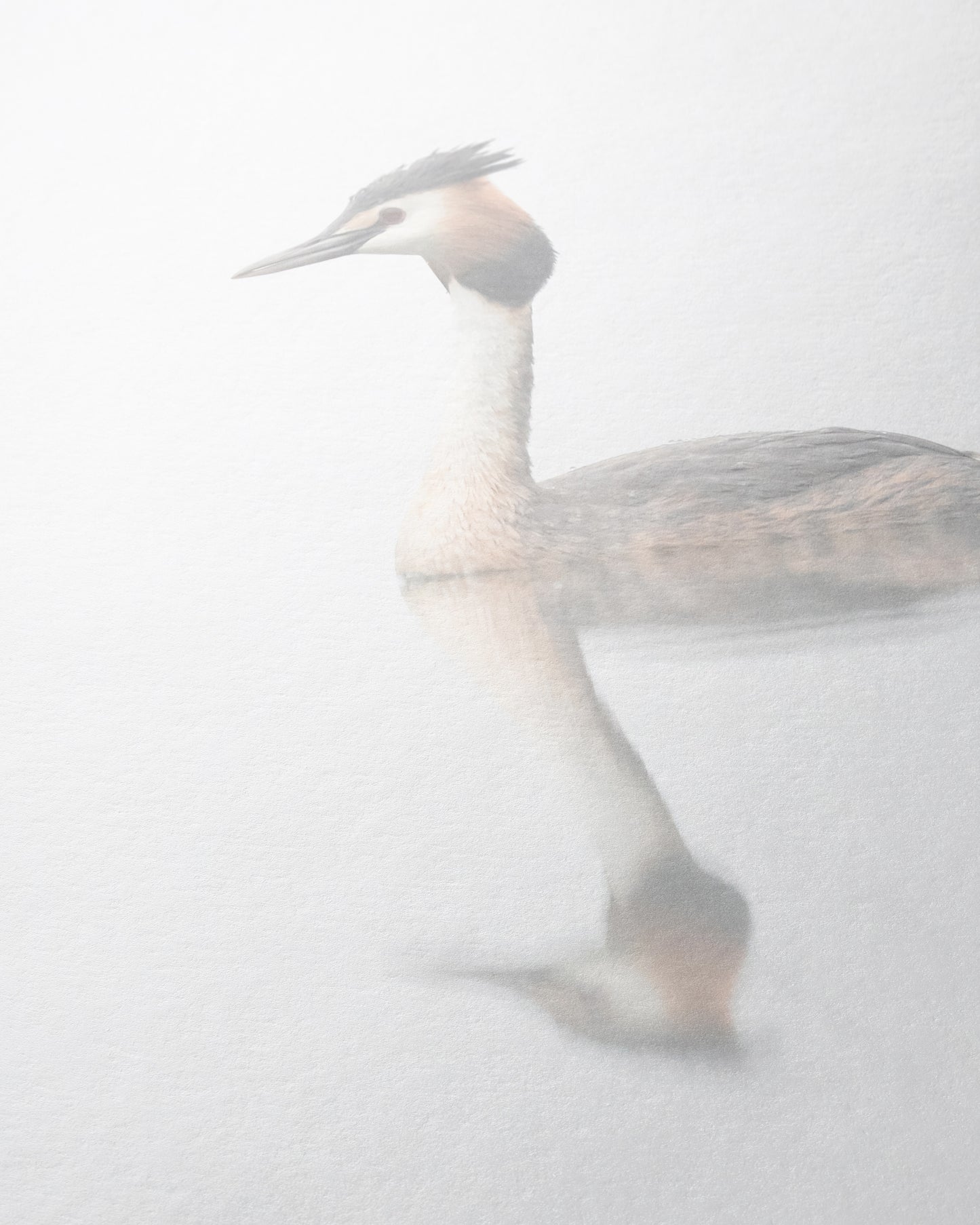 Haubentaucher im Morgennebel
