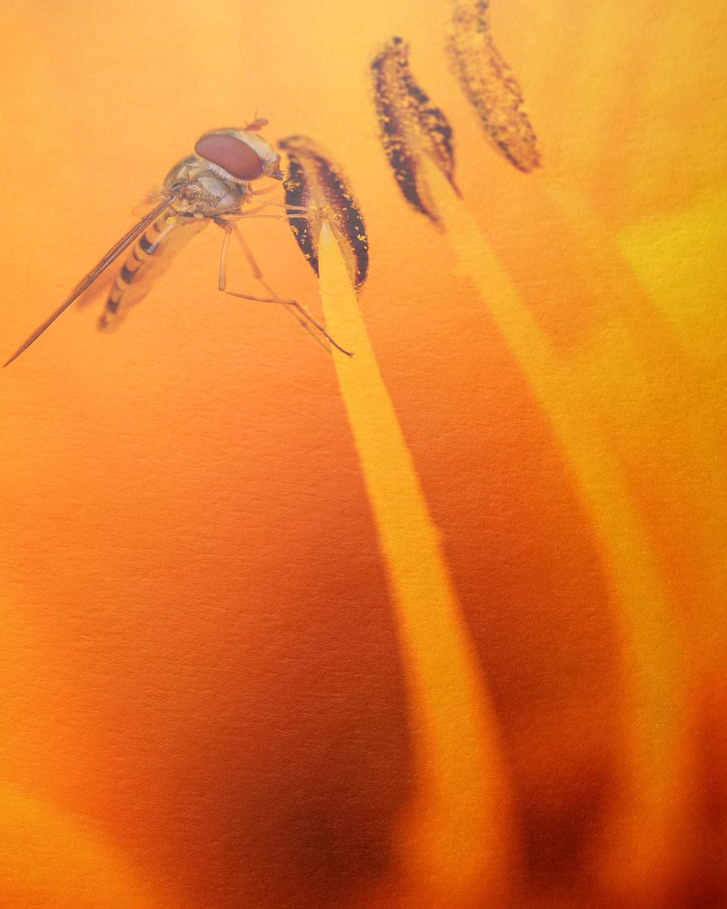 Schwebfliege im Blütenmeer