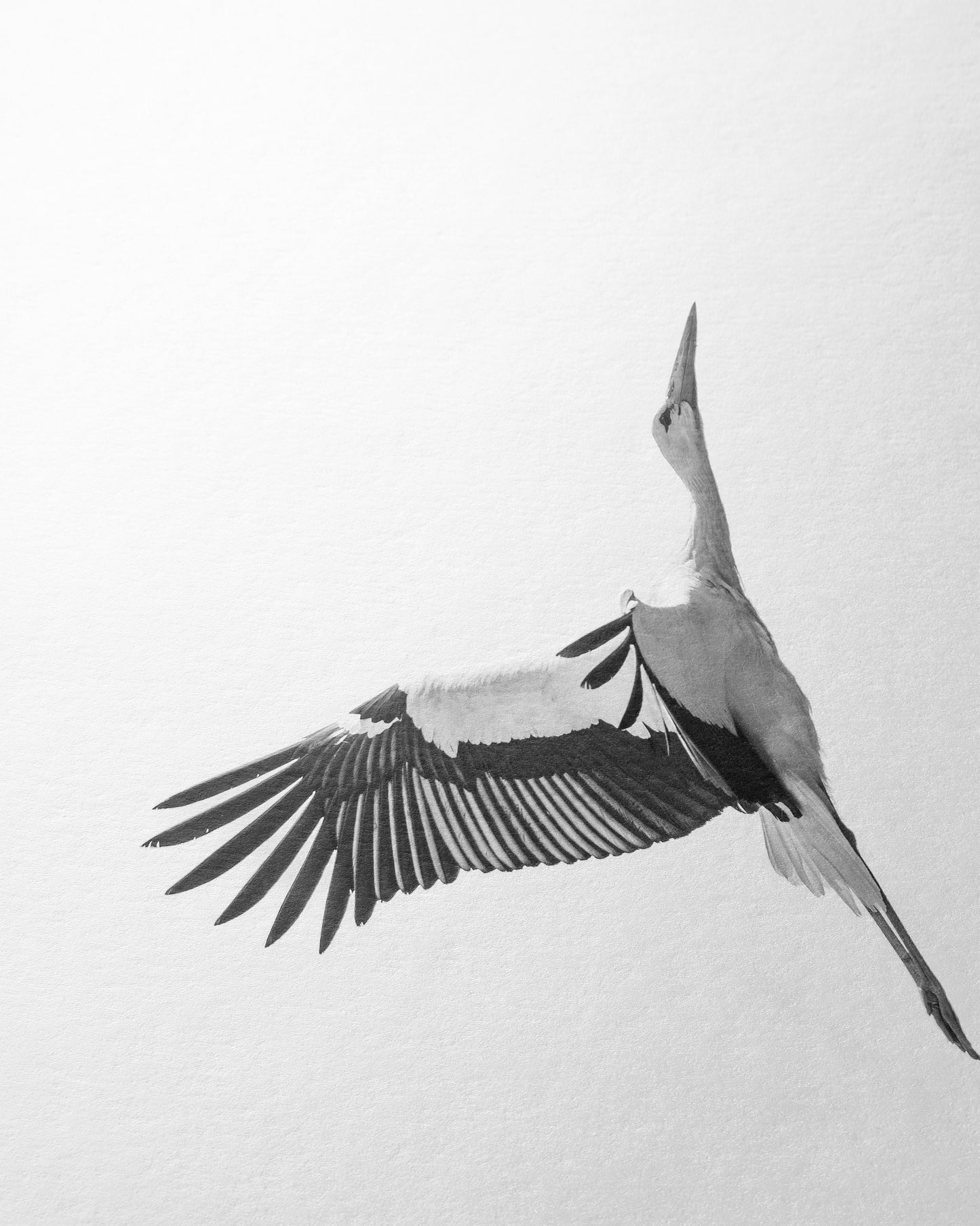 Der Flug des Storchs