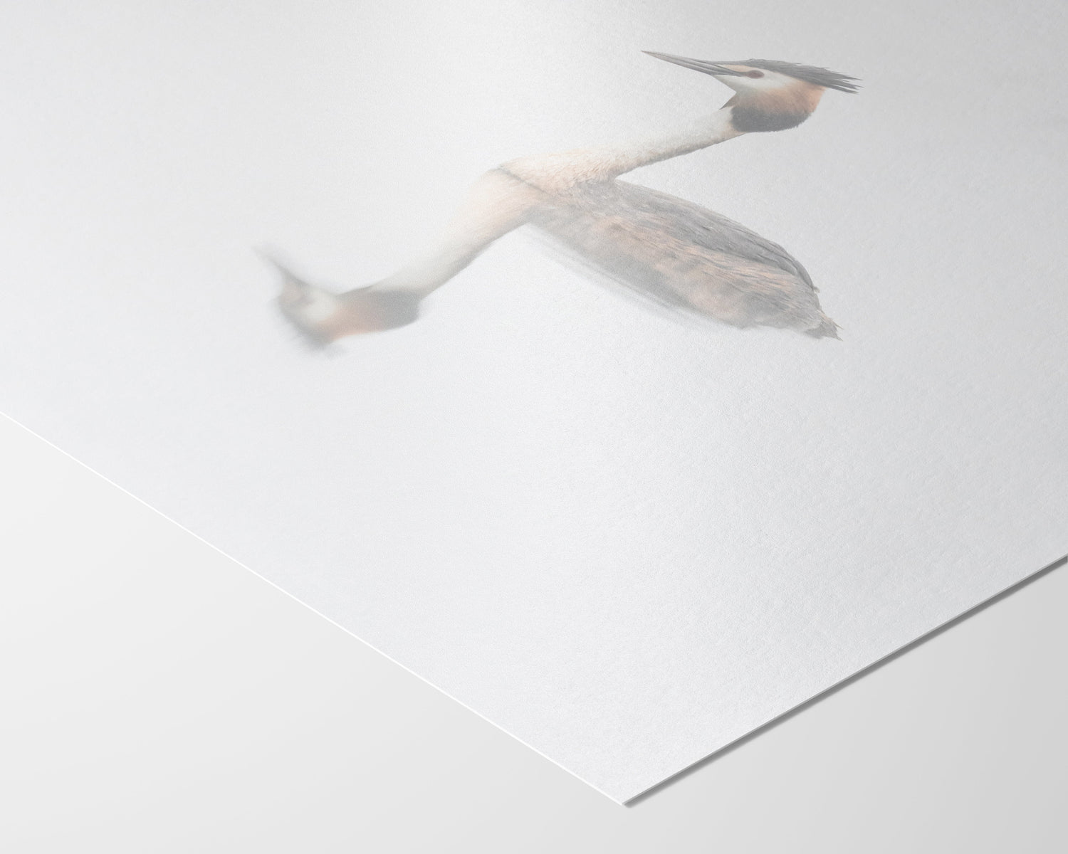 Fine Art Prints