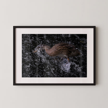Die Ente und das Wehr