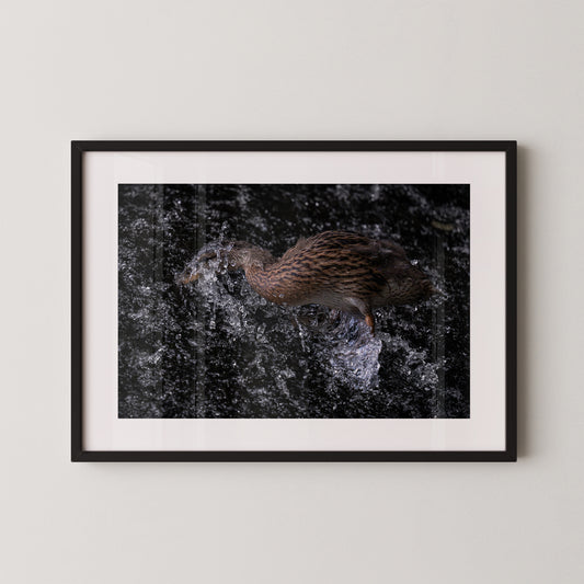 Die Ente und das Wehr