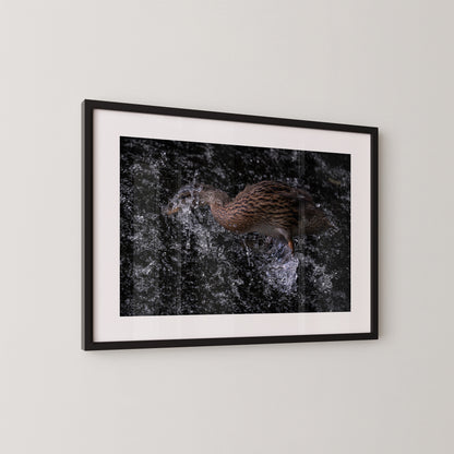 Die Ente und das Wehr