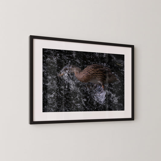 Die Ente und das Wehr