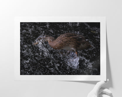 Die Ente und das Wehr