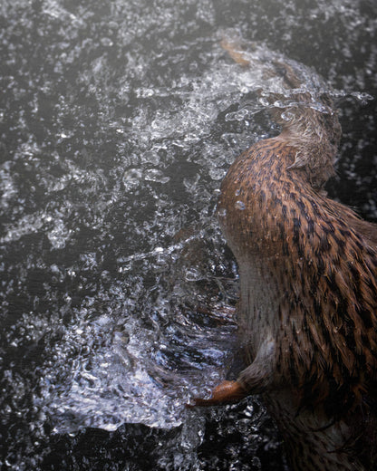 Die Ente und das Wehr