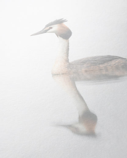 Haubentaucher im Morgennebel