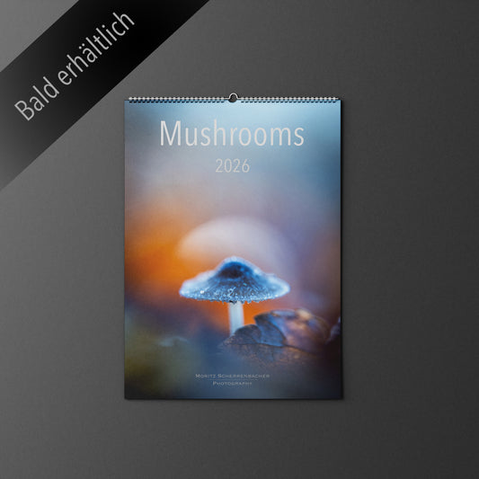 Wandkalender Mushrooms